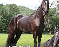keg-shoes-tennessee-walking-horse