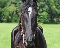 packs-tennessee-walking-horse