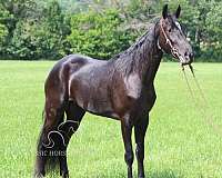 keg-shoes-horse