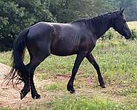 friesian-gelding