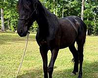 friesian-horse-for-sale