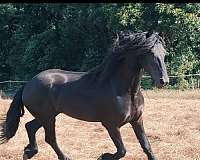 friesian-horse