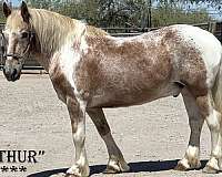 safe-family-haflinger-horse