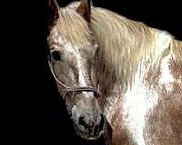 spotted-haflinger-horse