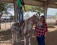 strawberry-roan-haflinger-horse