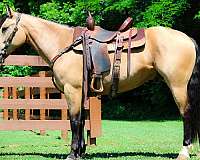workin-andalusian-horse