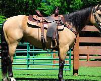 all-around-andalusian-horse