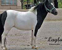 pinto-mini-filly