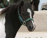 video-filly