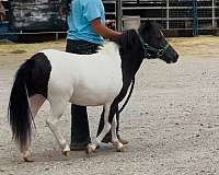 youtube-video-filly