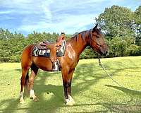 clinics-mustang-horse