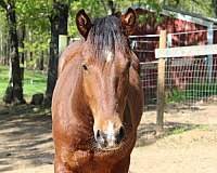 fun-mustang-horse