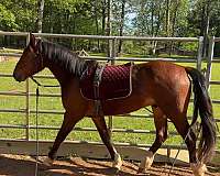 events-mustang-horse