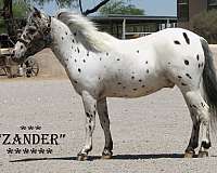 leopard-appy-horse