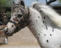 beginner-miniature-horse