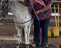 beginner-safe-miniature-horse