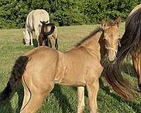 buckskin-draft-friesian-foal