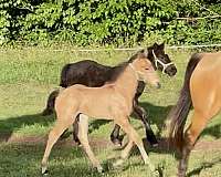 aqha-draft-friesian-colt