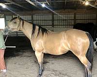 aqha-draft-friesian-foal