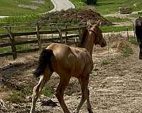 aqha-colt-friesian-horse