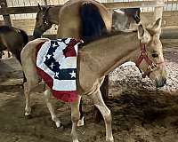 aqha-draft-friesian-mare