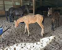 due-colt