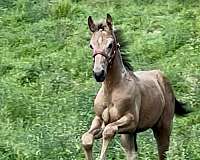 buckskin-draft-friesian-mare