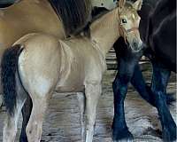 buckskin-draft-friesian-stallion