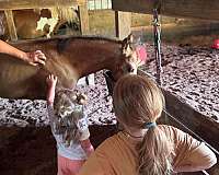 buckskin-draft-friesian-for-sale