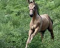 aqha-draft-friesian-stallion