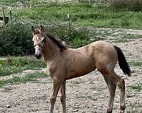 buckskin-draft-friesian-horse