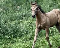 hancock-friesian-horse