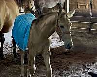 equipment-colt