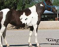 sorrel-tobiano-quarter-pony