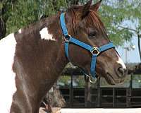 tobiano-mare-quarter-pony