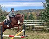 thoroughbred-horse