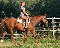 jumpers-thoroughbred-horse