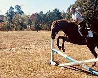 calm-thoroughbred-horse