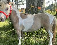 pinto-sorrel-pinto-filly