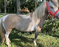 companion-therapy-pinto-horse