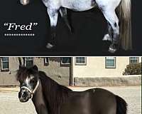 white-appy-markings-horse