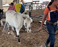 mini-mare-gelding