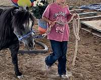 appy-markings-horse