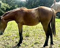 barrel-racing-quarter-horse