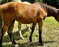 athletic-quarter-horse