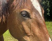 blue-eyed-quarter-horse