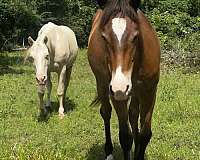 calf-roping-quarter-horse