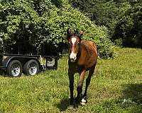 cross-quarter-horse