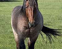 draft-quarter-horse