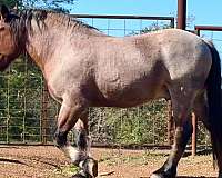 english-pleasure-quarter-horse